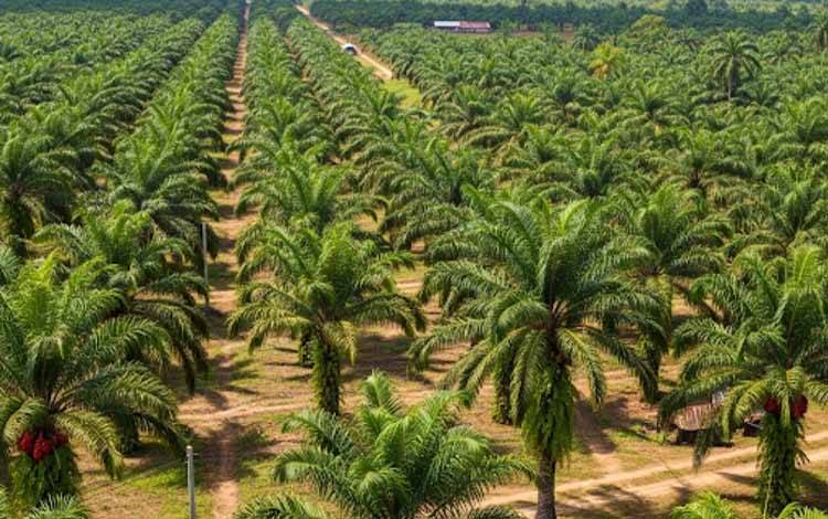 DAD Kotim: Pengelolaan Lahan Sawit Sitaan Tanpa Libatkan Masyarakat Lokal Picu Kecemburuan Sosial