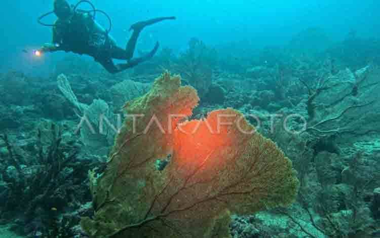 Pemerintah Siapkan 17 Lokasi untuk Kawasan Cadangan Karbon Biru