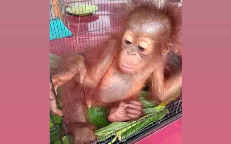 Warga Desa Ramban Kotim Temukan Bayi Orangutan