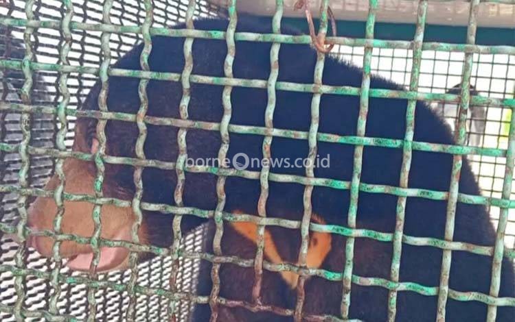 Beruang Madu Dipelihara Warga Kapuas Tengah Diserahkan Tim WRU Kalteng