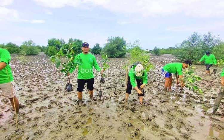 Dinas Perikanan Seruyan Tanam Mangrove di Tambak Segintung Pulihkan Ekosistem Pesisir