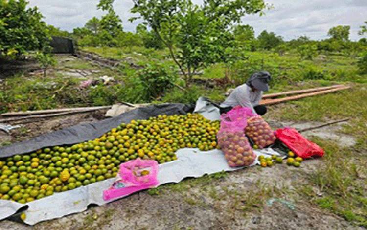 DPRD Palangka Raya: Perkebunan Buah Bisa Buka Lapangan Usaha dan Tekan Pengangguran