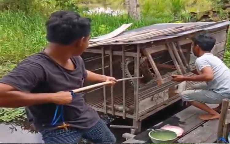 Ular Piton Hebohkan Warga Gang BPP Kuala Kapuas, 2 Anak Ayam Dimangsa