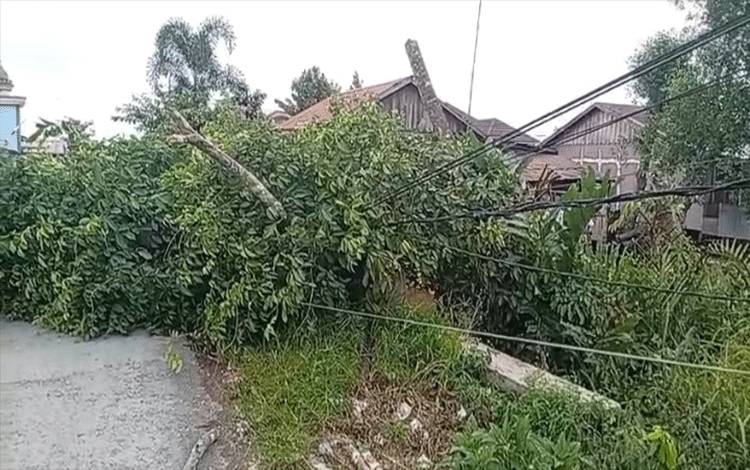 Pohon Tumbang Akibat Angin Kencang di Kuala Kapuas Timpa Kabel Listrik