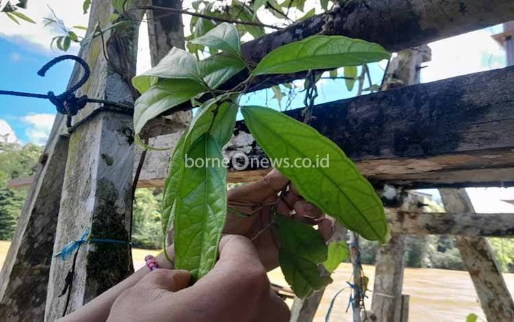 Daun Sungkai (Foto:MARINI)