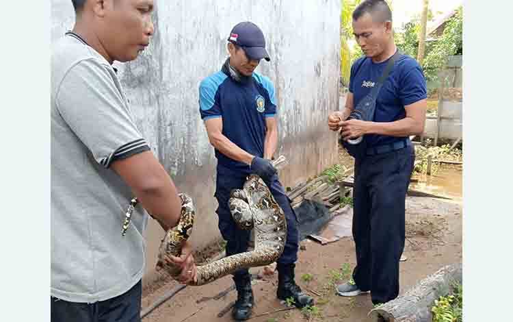 Ular Sawa Masuk Permukiman di Kuala Pembuang, Tim Damkar Seruyan Sigap Lakukan Evakuasi