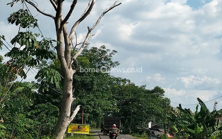Warga Kapuas Keluhkan Pohon Mati Berbahaya Tak Kunjung Ditangani