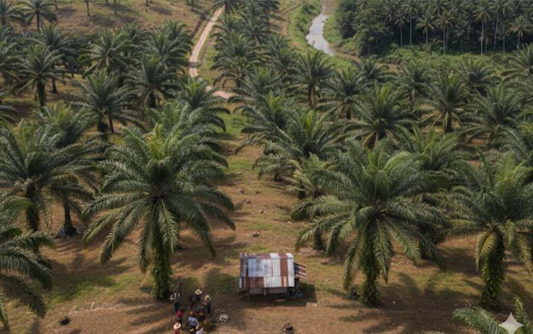 Praktisi Hukum Kotim: KSO Lahan Sawit Sitaan Berpotensi Picu Gesekan Masyarakat dan Aparat