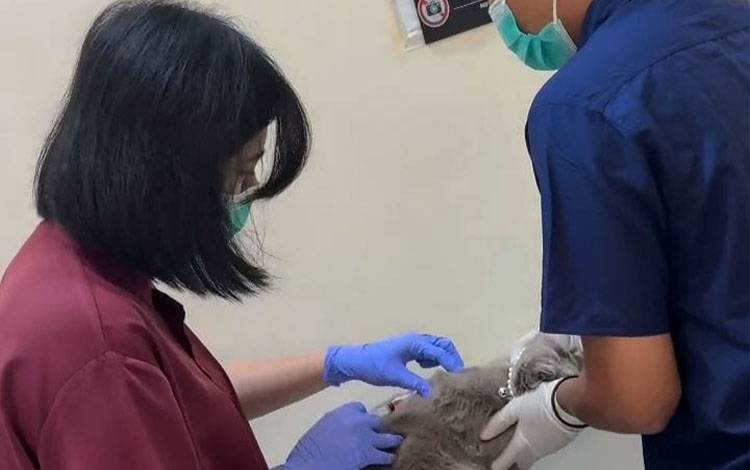 Kesadaran Masyarakat Meningkat, Program Sterilisasi dan Vaksinasi Gratis Disambut Positif