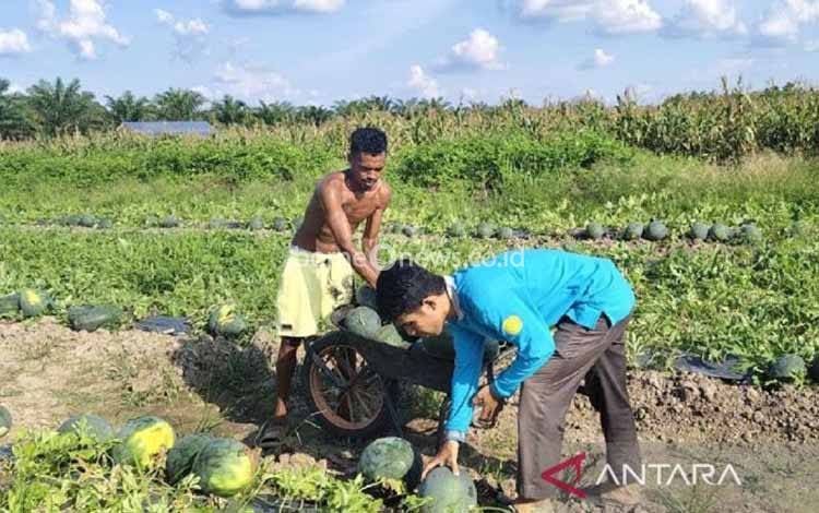 Petani Semangka Pulang Pisau Suplai Panen untuk Program Makan Bergizi Gratis