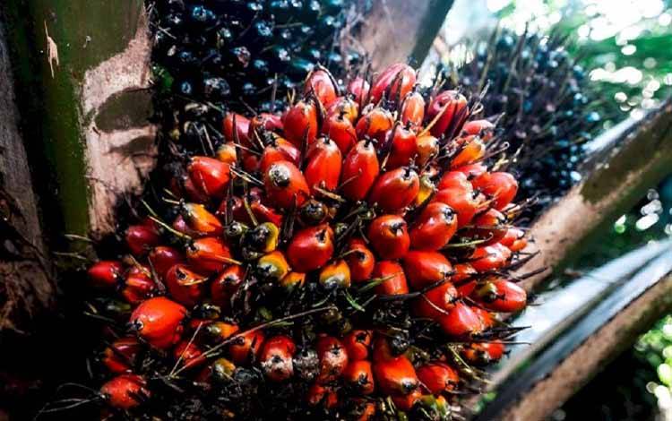 IEU-CEPA Disepakati, Industri Sawit Nasional Dapat Angin Segar