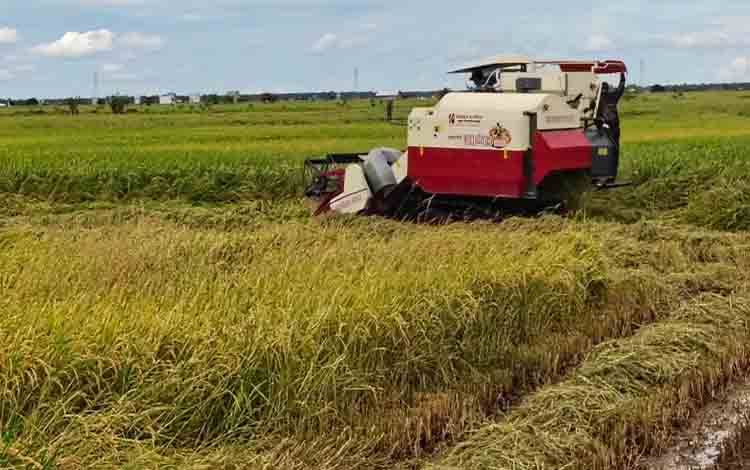 Bulog Kotim Siap Serap Gabah Petani di Musim Gadu