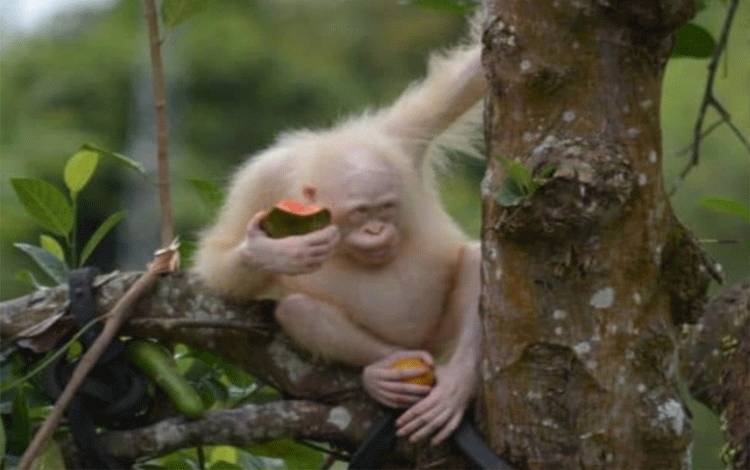 Alba, Orangutan Albino Langka di Dunia yang Menjadi Ikon Konservasi Kalimantan