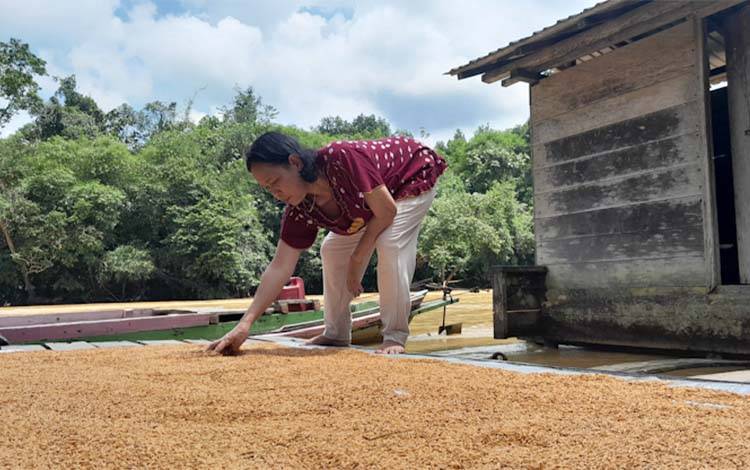 Petani di Tumbang Dahuei Hadapi Tantangan Cuaca Ekstrem dalam Berladang