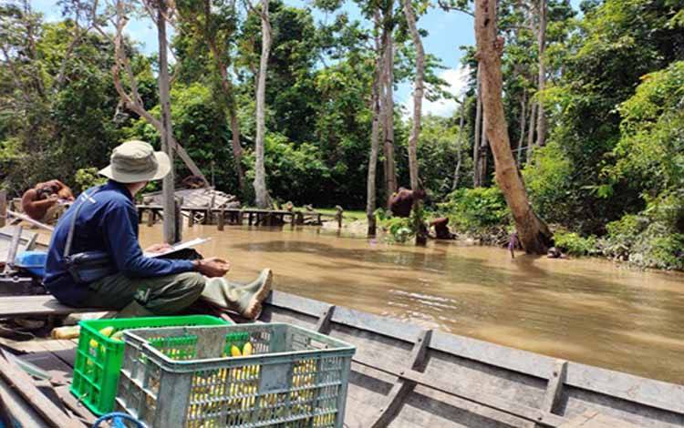 Belajar Jadi Liar: Pulau Salat dan Perjalanan Orangutan Kembali ke Hutan