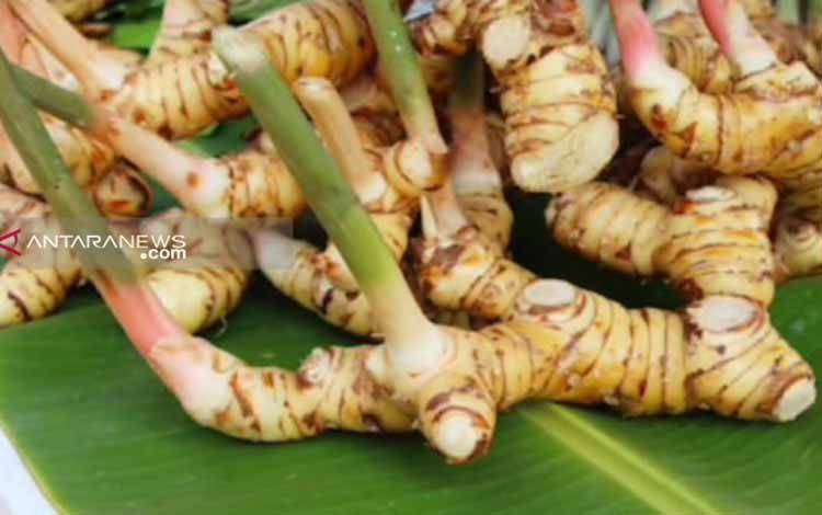 BRIN Ungkap Potensi Pemanfaatan Lengkuas sebagai Bahan Baku Obat