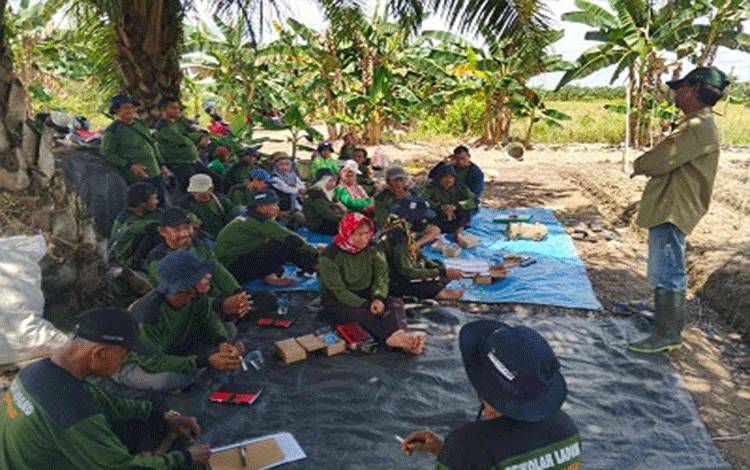 Puluhan Petani Cabai Pulau Telo Ikuti Sekolah Lapang PHT demi Cegah Gagal Panen