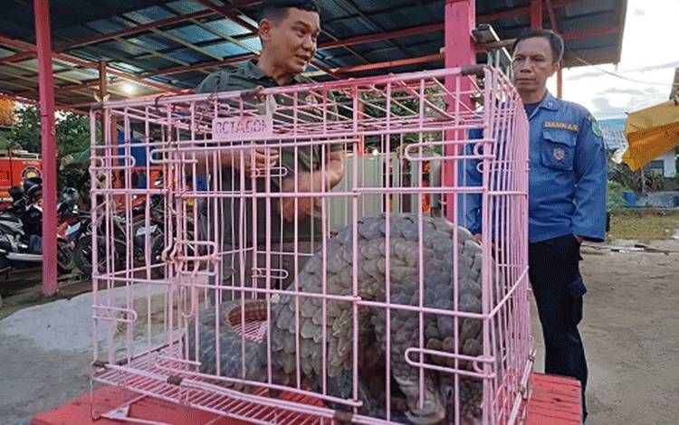 Disdamkarmat Kotim Evakuasi Trenggiling di Dalam Peti Kemas Pelabuhan Bagendang