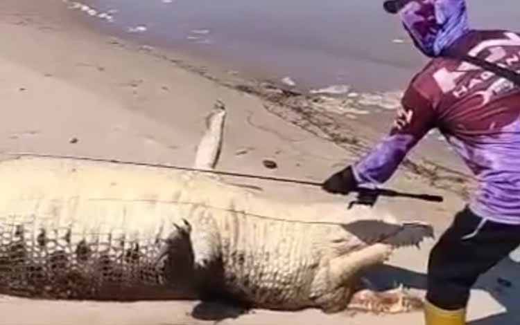 Warga Seruyan Temukan Bangkai Buaya Raksasa di Muara Sungai Tulis