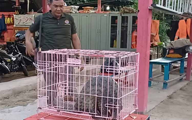 Selain Trenggiling, BKSDA Sampit Pernah Gagalkan Penyelundupan Satwa Langka Ini