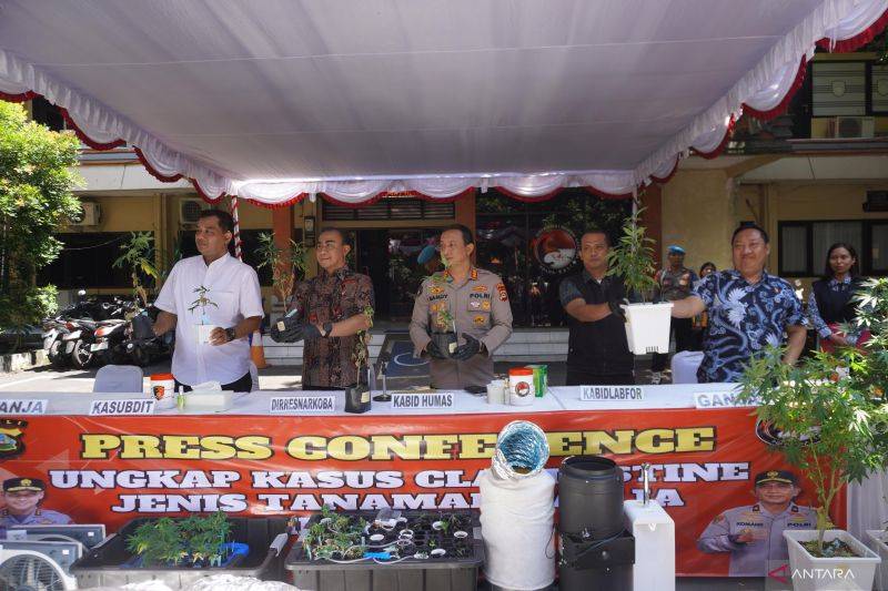 Polisi Tangkap Pasutri WNA Pemilik Kebun Ganja Hidroponik