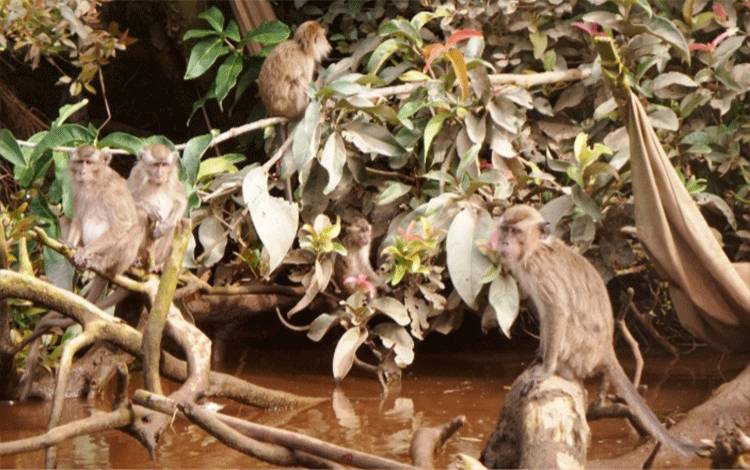 Surga Primata di Pulau Lampahen Kapuas, Keramat Lokal dan Misteri Hilangnya Monyet Setiap Jumat