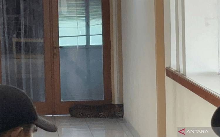 Tim Gabungan Evakuasi Macan Tutul Masuk Hotel