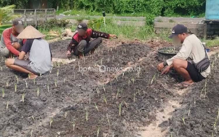 Warga Binaan Rutan Kapuas Diajak Tanam Bawang Prei untuk Bekal Mandiri
