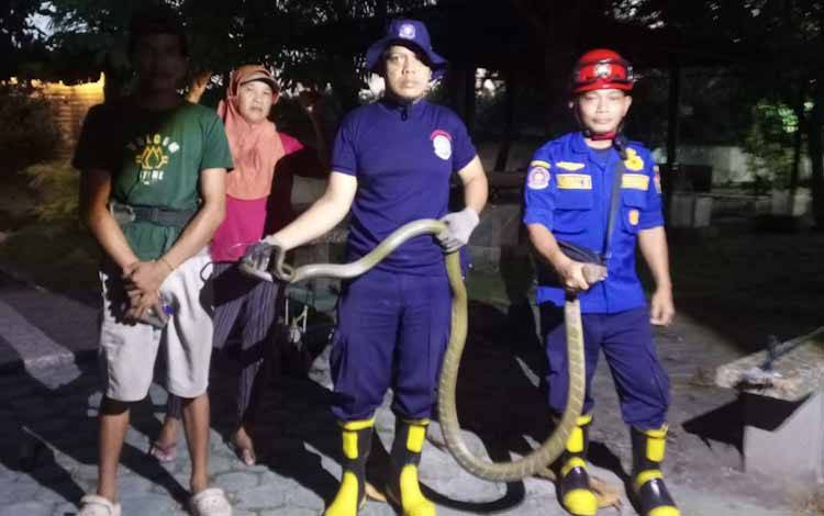 Damkar Kobar Evakuasi Ular King Cobra Yang Masuk Kandang Bebek