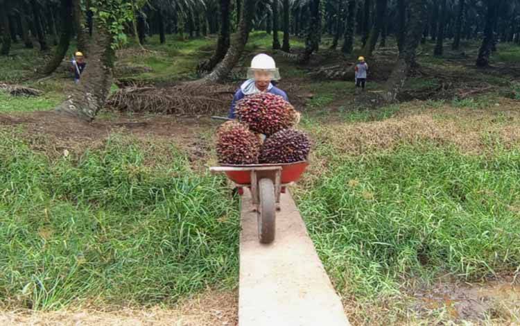 Pengacara Palangka Raya Soroti Legalitas Penunjukan Kawasan Hutan dan Kewenangan Satgas PKH