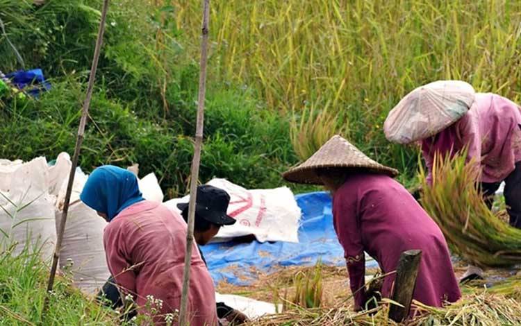 Pemprov Kalteng Tegaskan Komitmen Dukung Ketahanan Pangan Nasional