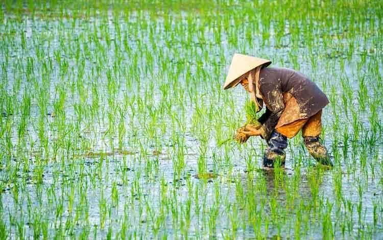 Gubernur Kalteng Ajak Masyarakat Kalteng Dukung Ketahanan Pangan Nasional