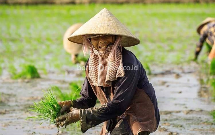 Edy Pratowo: Lahan Rawa Kalteng Perlu Kajian Matang untuk Program Pangan