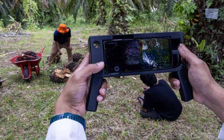 Sensor Ukur Kematangan Buah Sawit untuk Masa Depan Petani