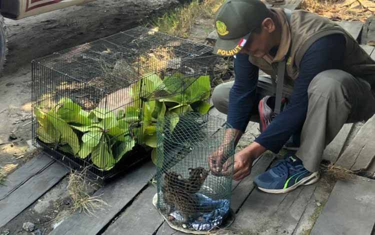 Warga Temukan 2 Anak Kucing Kuwuk di Desa Serambut Kotim