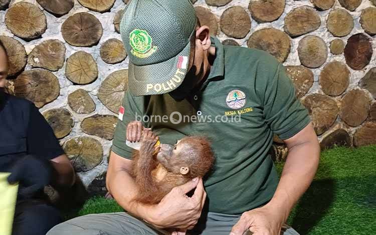 BKSDA Sampit Temukan Bayi Orangutan Viral yang Digendong Warga di Terowongan Nur Mentaya