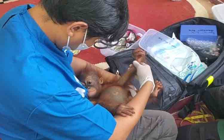 Bayi Orangutan Viral di Sampit Akan Jalani Pelatihan 6 Tahun Sebelum Dilepasliarkan
