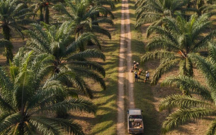 Kadin Kotim Dorong Kemudahan Investasi Dukung Keberlanjutan Industri Sawit