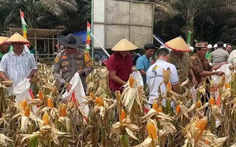 Panen Jagung di Lamandau: Kolaborasi Tingkatkan Ketahanan Pangan Lokal