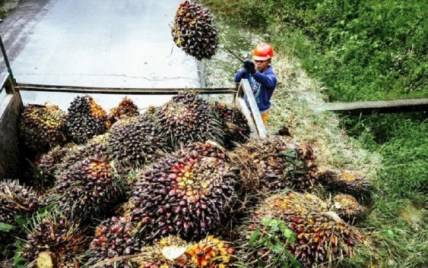Sawit dan Inklusivitas Ekonomi: Lokomotif Pertumbuhan dari Desa hingga Dunia
