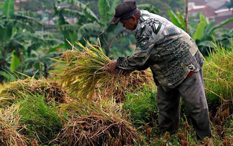 Edy Pratowo Targetkan Produksi Padi Kalteng Capai 400 Ribu Ton Tahun 2025
