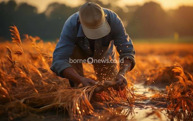 Kalteng Masuk Daerah Prioritas Inpres 14/2025 untuk Swasembada Pangan