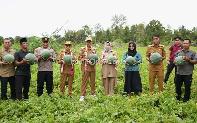 Panen Perdana Semangka di Desa Bunut: Bukti Ketahanan Pangan Lamandau