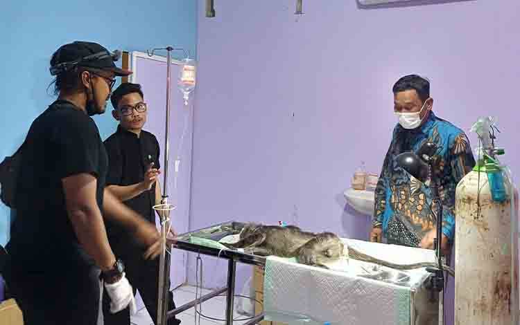 Lutung Abu-Abu Terluka Kini dalam Pengawasan BKSDA Sampit