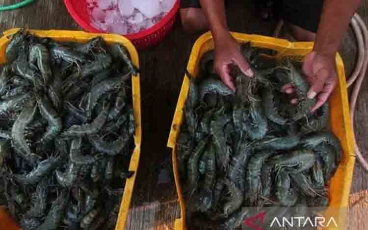 KKP Sebut Udang Lokal Masih Jadi Primadona Masyarakat Nusantara
