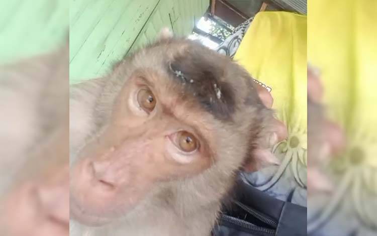 Monyet Liar Buat Gaduh Warga Jalan Jepang Kuala Kapuas