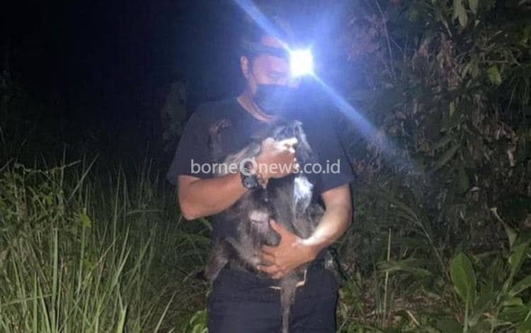 Lutung Abu-Abu yang Diselamatkan di Kota Besi Akhirnya Dilepasliarkan ke Hutan Kotim