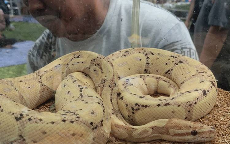 Salah satu reptil yang dipamerkan kepada masyarakat di kawasan CFD Palangka Raya pada Minggu, 19 Oktober 2025. (FOTO: TESTI PRISCILLA)
