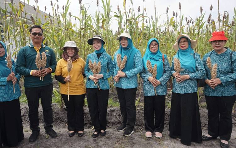 TP PKK Palangka Raya Panen Sorgum di TPP Banturung
