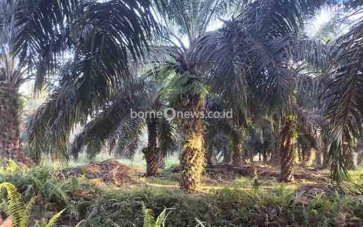 Perkebunan? kelapa sawit di Kabupaten Pulang Pisau. (FOTO: TESTI PRISCILLA)
